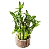 Comprar bambú de la suerte sostenibles bambú de la suerte oficina hoja otoño, resistentes interior en bancal elevado mini jardín 60semillas